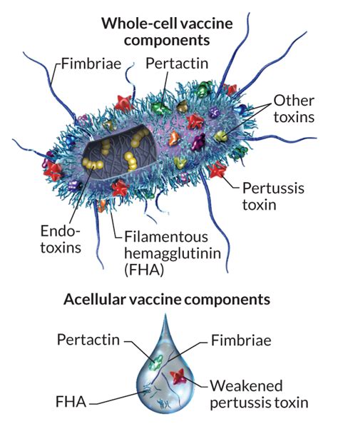 Struttura del vaccino acellulare