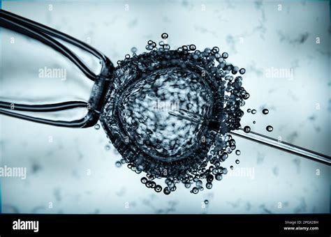 Illustrazione di laboratorio di fecondazione in vitro