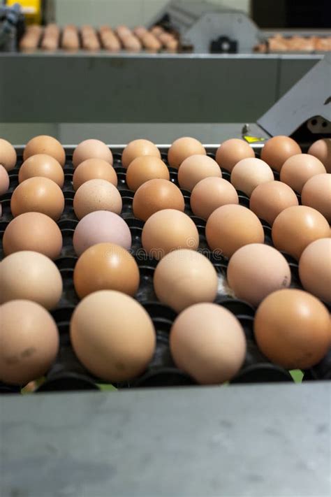 Imballaggio per uova da cova