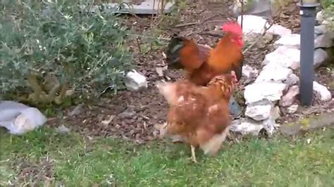 Pollaio con gallo e galline