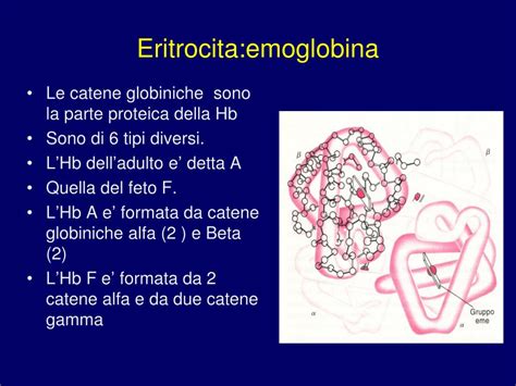 Sviluppo catene globiniche e tipi di emoglobina