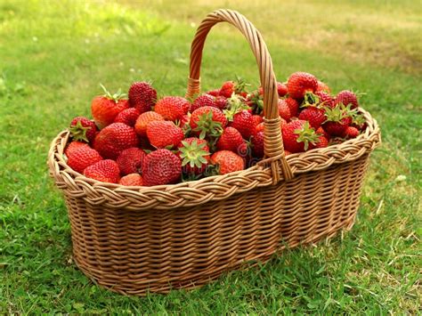 Cesto di fragole fresche di stagione