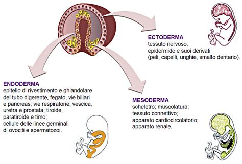 Schema dei tre strati germinativi (ectoderma, mesoderma, endoderma)