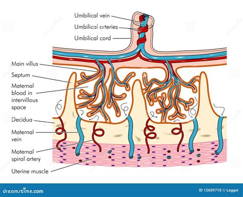 Struttura della placenta con i villi e la connessione materno-fetale