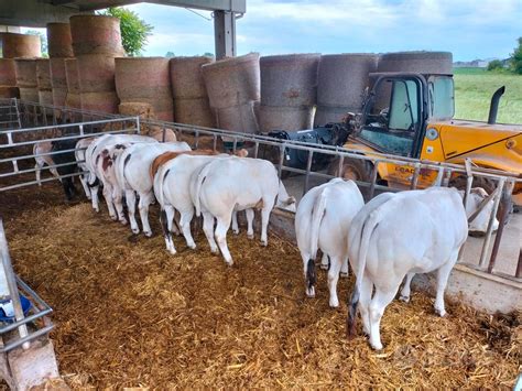Vitelli in vendita: varietà di razze e età