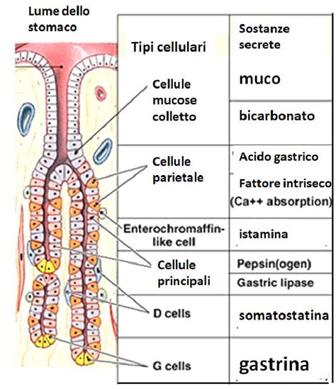 Diagramma della capacità dello stomaco del neonato per età