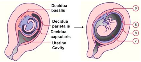 Decidua capsularis, basalis e parietalis in gravidanza