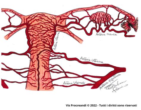 Schema della vascolarizzazione uterina con le arterie spirali