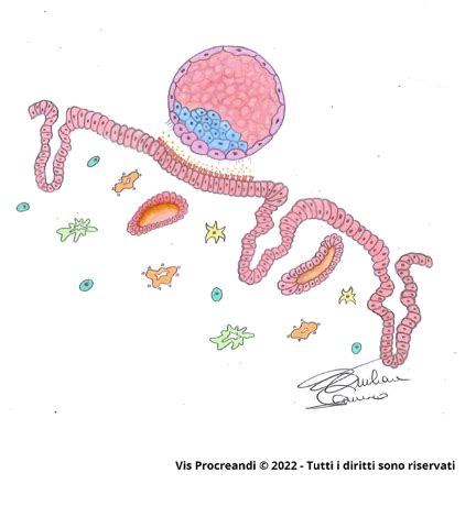 Apposizione della blastocisti all'endometrio ricettivo con pinopodi
