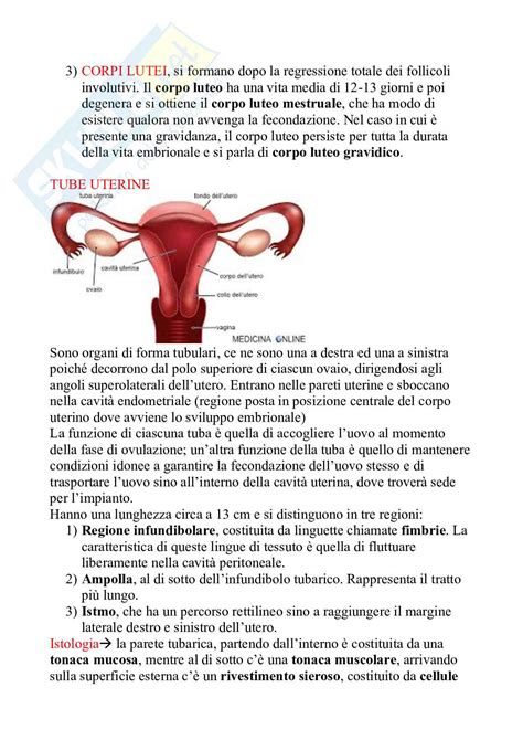 Diagramma che illustra l'anatomia maschile e femminile riproduttiva