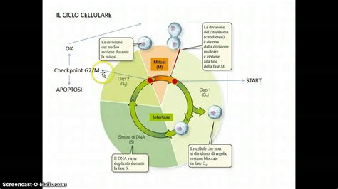 Diagramma che illustra il ciclo vitale di Chlamydia abortus