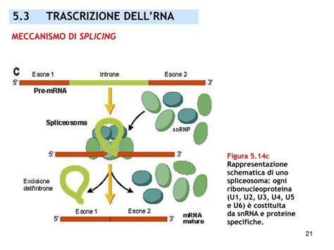diagramma del meccanismo dell'erezione