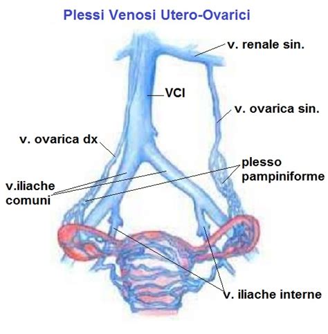 Diagramma anatomico del plesso pampiniforme e del varicocele