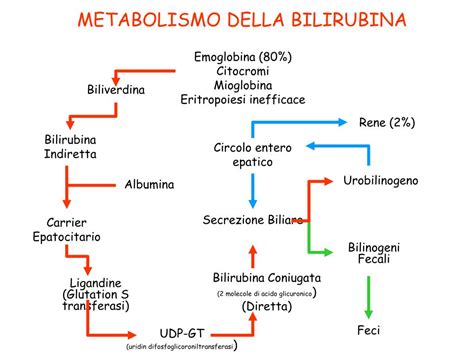 Schema metabolismo bilirubina