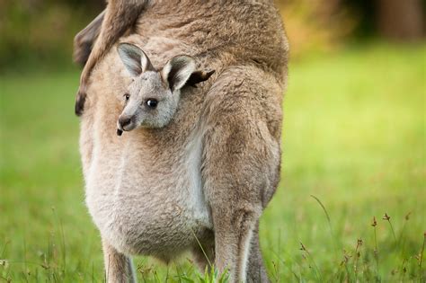 Canguro con piccolo nel marsupio