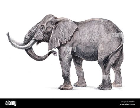 Illustrazione di un elefante africano