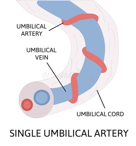 illustrazione di un cordone ombelicale