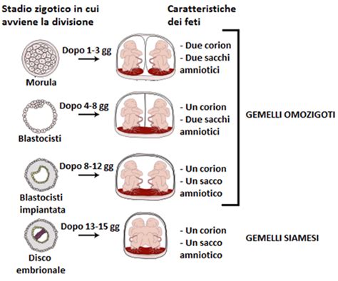 Illustrazione del processo di formazione dei gemelli monozigoti