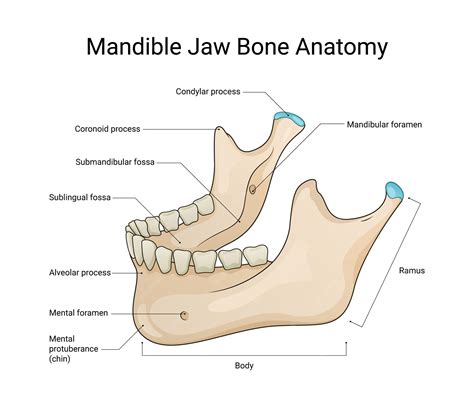 Diagram of baby's mouth and jaw biomechanics