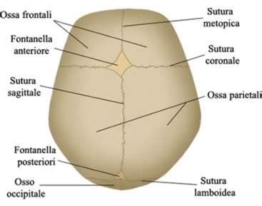 Cranio di neonato con suture e fontanelle