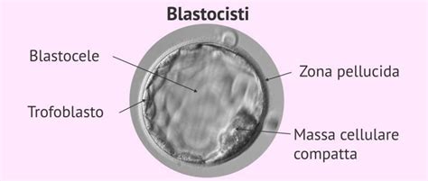Struttura di una blastocisti umana
