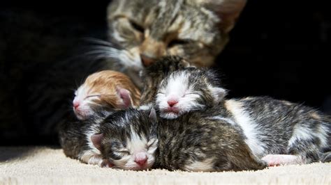 Gatta con i suoi gattini appena nati in una cesta confortevole