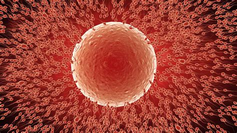 Microscopio che osserva ovociti di diverse qualità