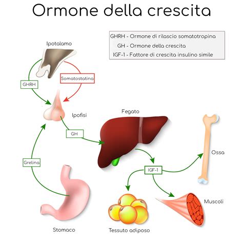 Schema della ghiandola pituitaria e ormone della crescita