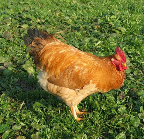 Robusta Lionata maschio con la sua distintiva cresta semplice e i riflessi metallici della coda