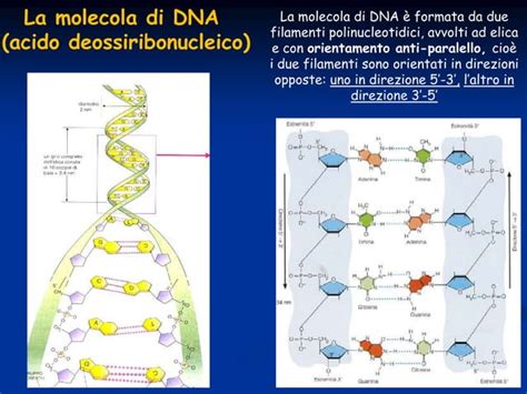 rappresentazione biochimica della struttura degli inositoli e loro interazione cellulare