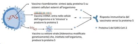 rappresentazione schematica del funzionamento dei vaccini a vettore virale e a mRNA