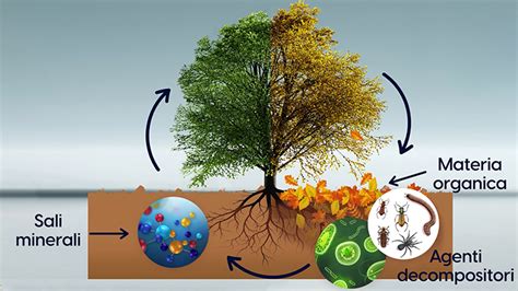 Diagramma che illustra il ciclo della materia organica e la formazione dell'humus