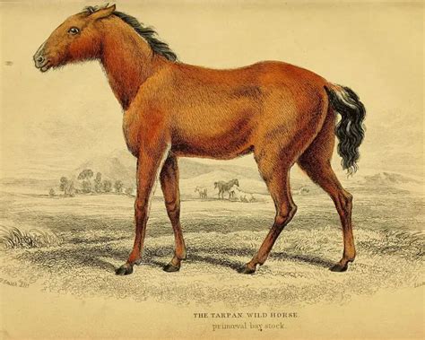 Gmelin's Tarpan