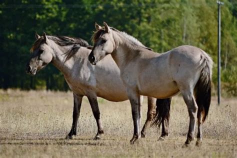 Konik Horse