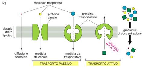 Meccanismi di diffusione delle bufale online