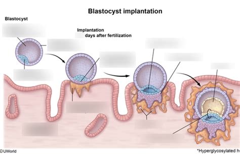 Impianto della blastocisti