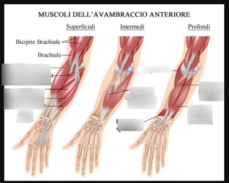 posizione anti-coliche sull'avambraccio