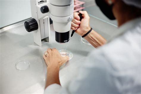 infografica sui passaggi della fecondazione in vitro (FIVET)