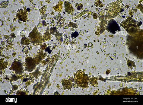 Micrografia di batteri del suolo