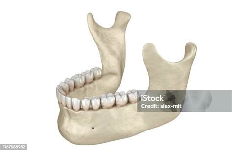illustrazione anatomica della mascella neonatale con gemme dentali