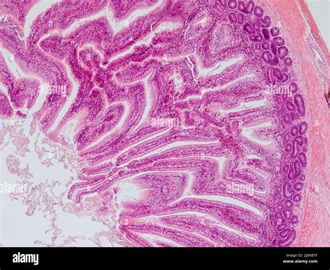 Microscopio che osserva una sezione di tessuto placentare