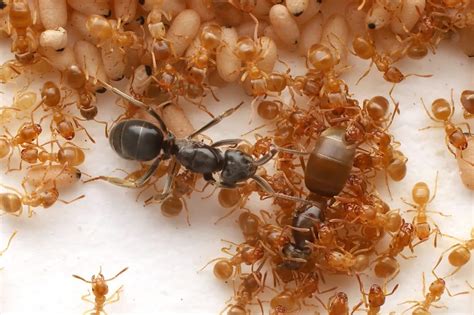 Formica regina nel nido circondata dalle operaie