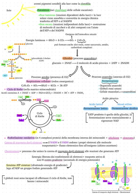 Schema del metabolismo e della proteina Imp-L2 nelle formiche