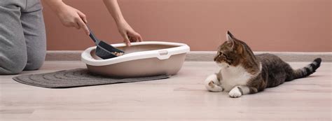 Gatto che pulisce la lettiera