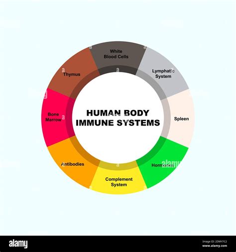 Diagramma del sistema immunitario del neonato