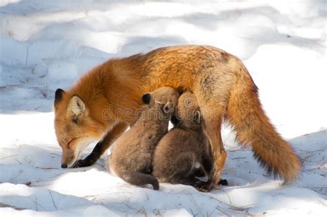 Cucciolo di mammifero che beve latte dalla madre
