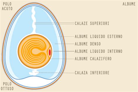 schema dell'anatomia di un uovo fertile