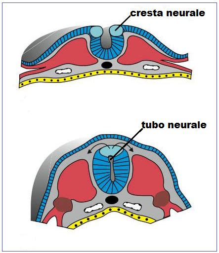 Sviluppo embrionale e la formazione della cresta neurale
