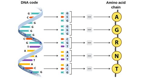 DNA strand and genetic code
