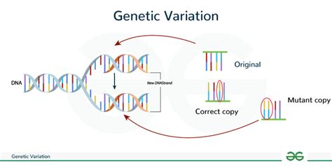 Diagram of genetic variants